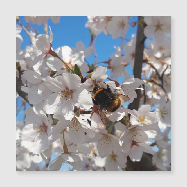 Bumblebee sur fleur de cerisier sauvage, carte mag (Devant)