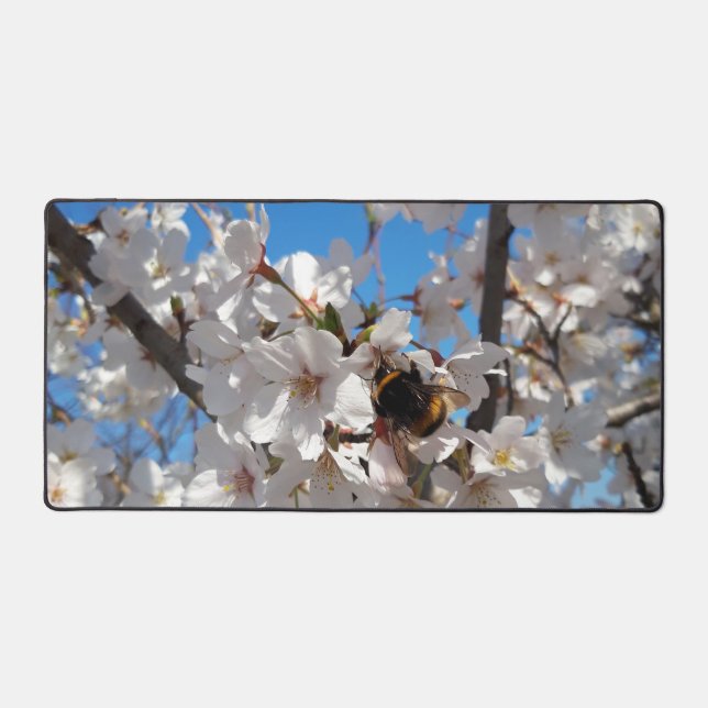 Bumblebee sur la fleur de cerisier sauvage (Recto)