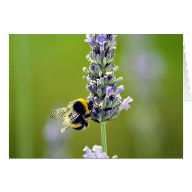 Bumblebee sur Lavender (Devant horizontal)