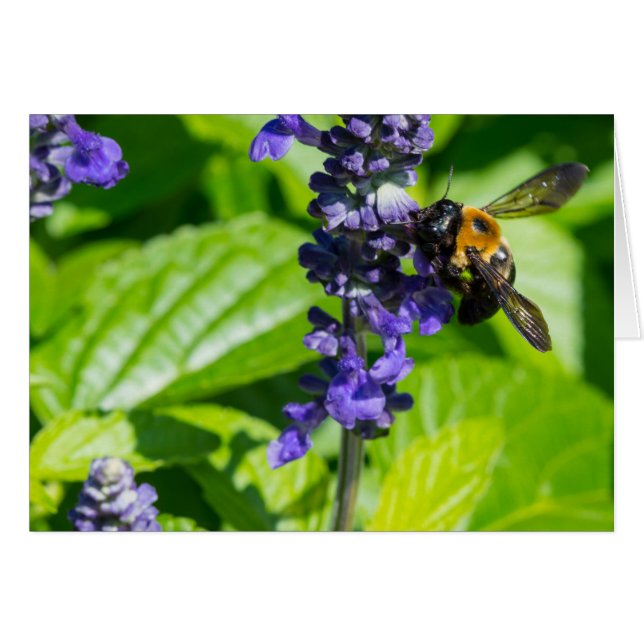 Bumblebee Sur Salvia (Devant Horizontal)