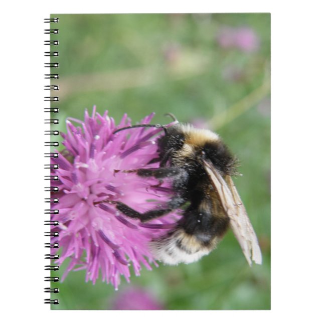Bumblebee sur un Carnet de chardon (Devant)