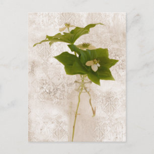 Bunch Berry - Carte postale Dogwood sauvage