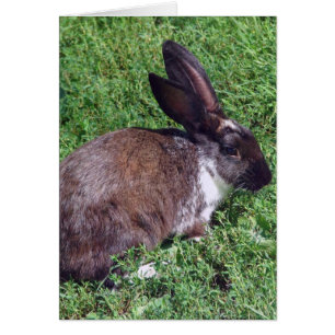 Bunny Blank à l'intérieur