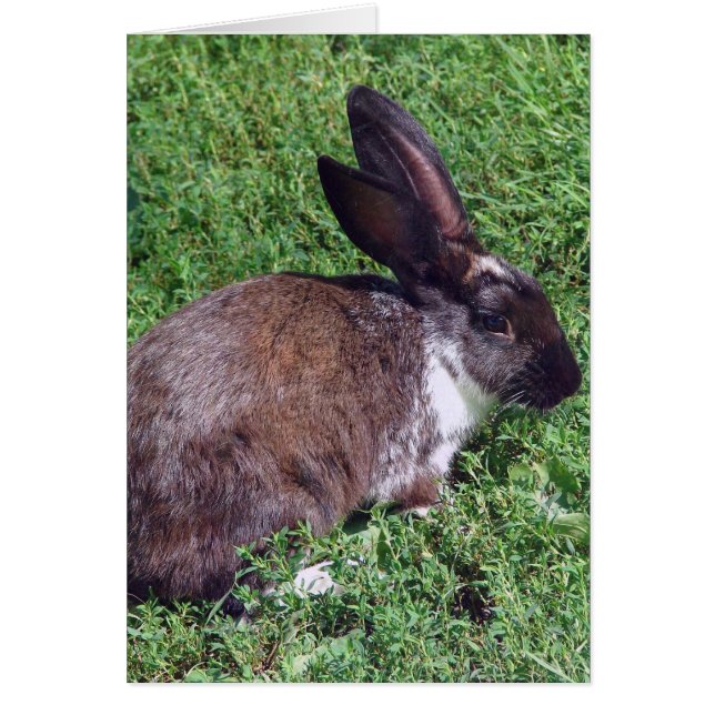 Bunny Blank à l'intérieur (Devant)