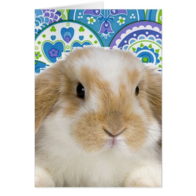 Bunny Funky (Devant)