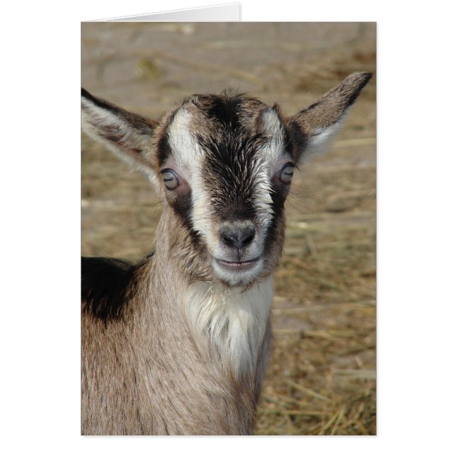 Bunny la chèvre (Devant)