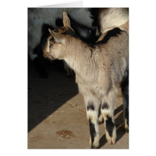 Bunny La Chèvre Blanc À L'Intérieur Carte De Voeux