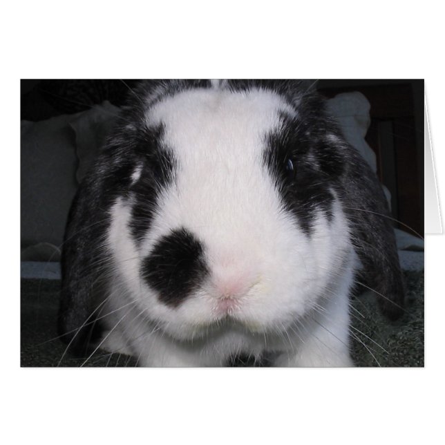 Bunny Love (Devant horizontal)