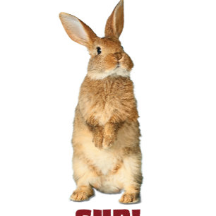 Bunny Sup ! T-Shirt