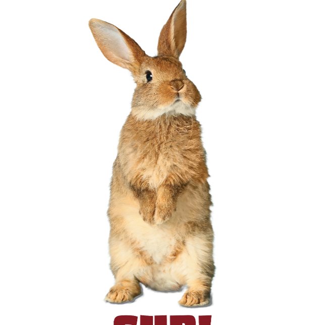 Bunny Sup ! T-Shirt (Créateur téléchargé)