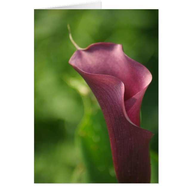 Burgandy Calla Lily (Devant)