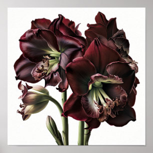 Burgundy Amaryllis Flower Art Imprimer Poster