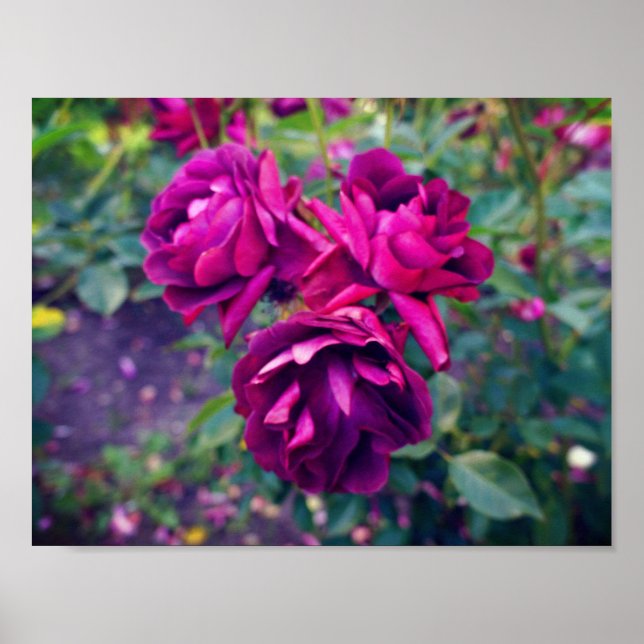 Burgundy Iceberg Rose #3 Poster (Devant)