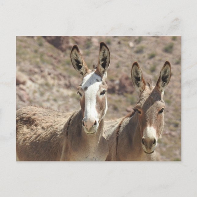 Burros sauvages, ânes, faune, carte postale (Devant)