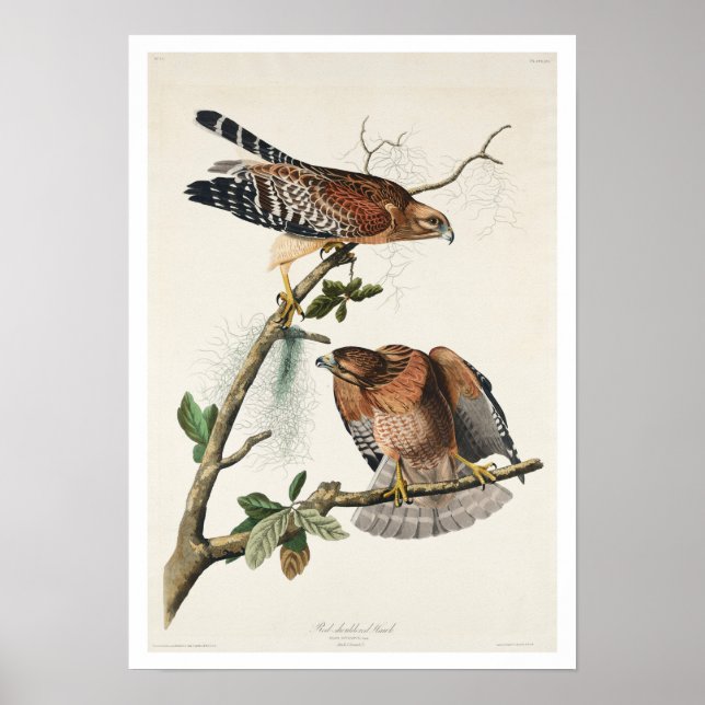 Buse à épaulettes par Audubon Poster (Devant)