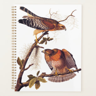 Buse à épaulettes roux Audubon Oiseau de proie