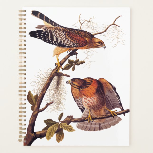 Buse à épaulettes roux Audubon Oiseau de proie (Devant)