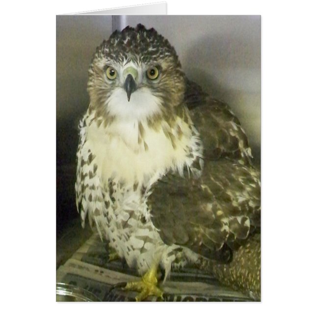 Buse à queue rouge (Devant)