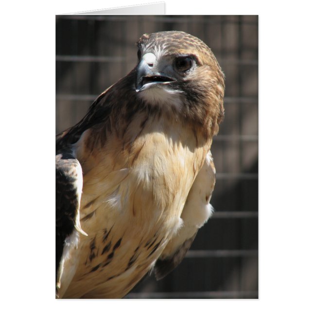 Buse à queue rouge/buzzard (Devant)