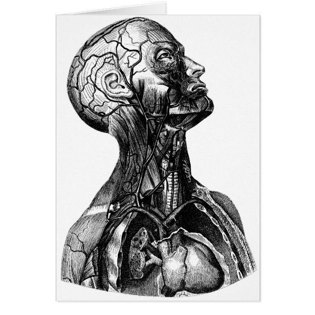 Buste d'anatomie (Devant)