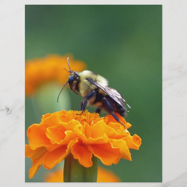 Busy Bee (Devant)