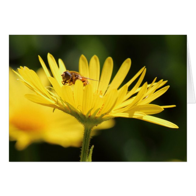 Busy Bee (Devant horizontal)