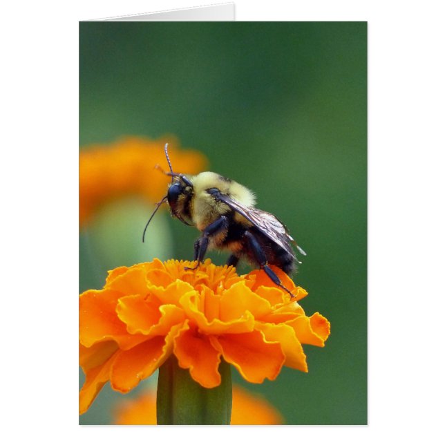 Busy Bee (Devant)