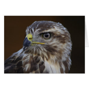Buteo buteo