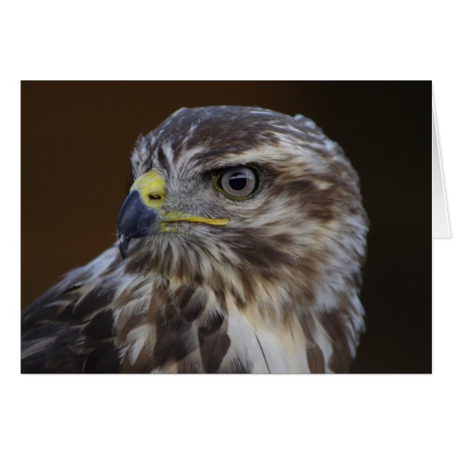Buteo buteo (Devant Horizontal)