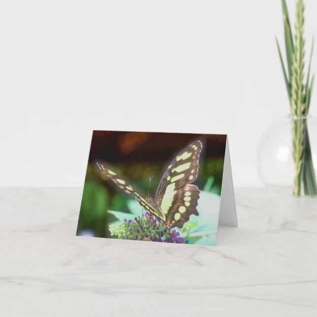 Butterfly On Flower Nature Photography  (Devant)