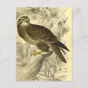 Buzzard : Carte postale vintage Jardine