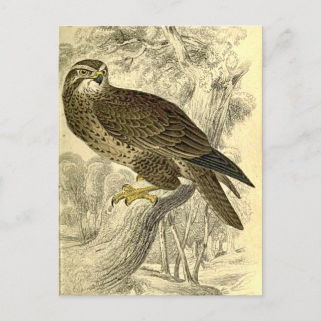 Buzzard :  Carte postale vintage Jardine (Devant)