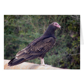 Buzzard - Heureux que vous vous sentiez mieux