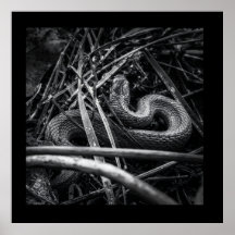BW Snake enroulé dans l'herbe Affiche Imprimer