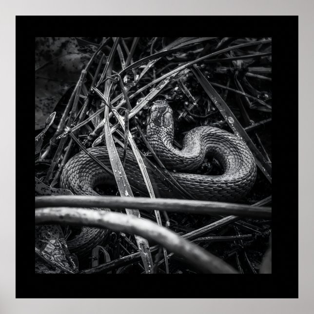 BW Snake enroulé dans l'herbe Affiche Imprimer (Devant)