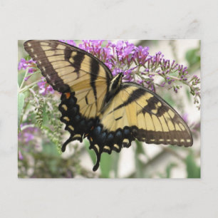 BZ - Carte postale Papillon Swallowtail
