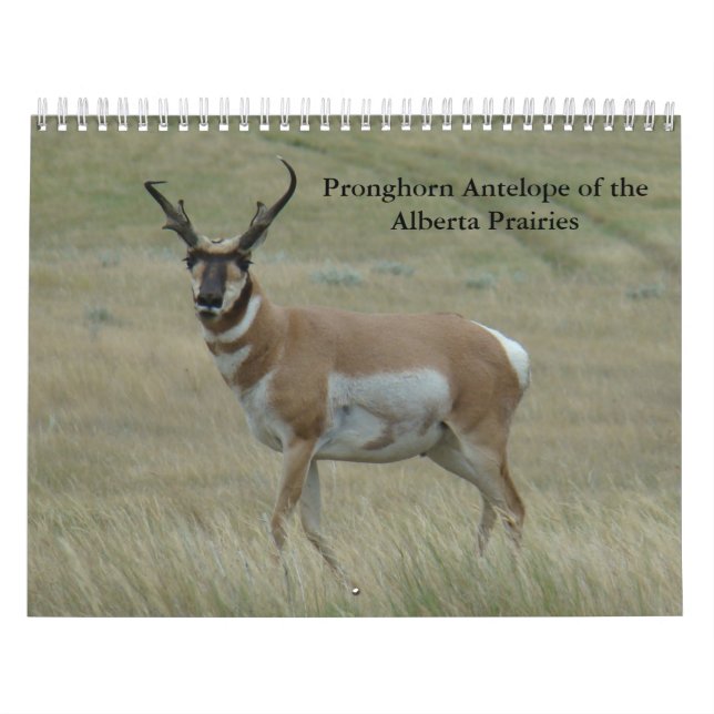 C11 Calendrier Pronghorn Antelope (Protection)