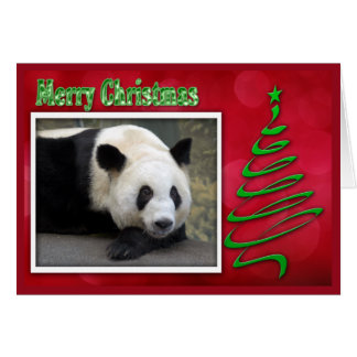 c-2011-panda-0059