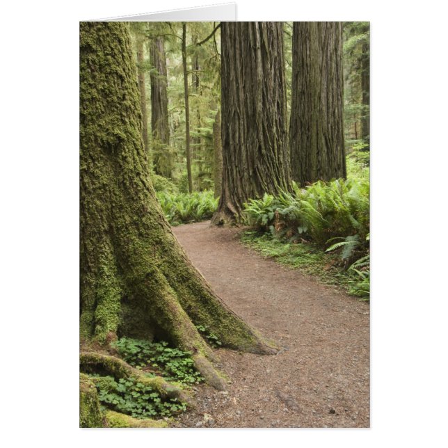 CA, Jedediah Smith State Park, Simpson-Reed (Devant)