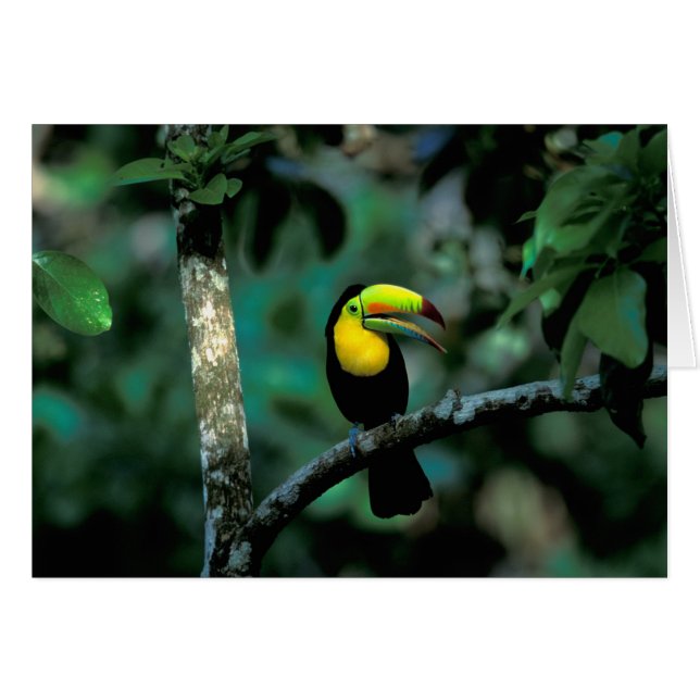 CA, Panama, Parc national de Souveraineté, Toucan  (Devant horizontal)