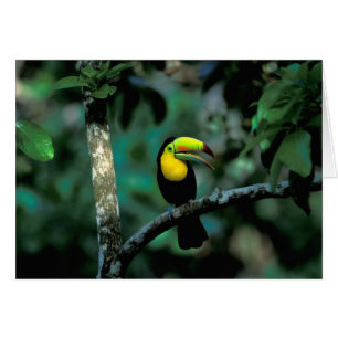 CA, Panama, Soberania NP, Keel-Billed Tuccan