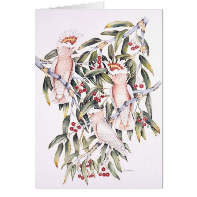 Cacatoès importants de Mitchell (Devant)