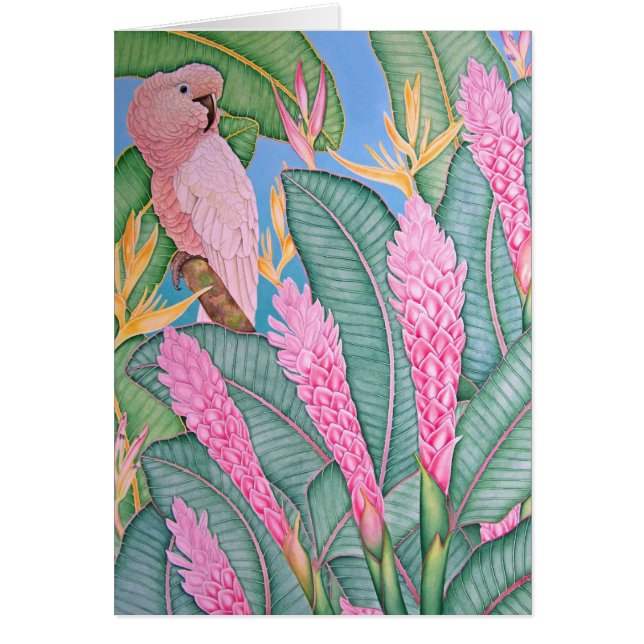 Cacatoès moluquois (Devant)