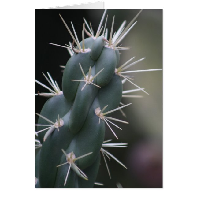 Cactus (Devant)