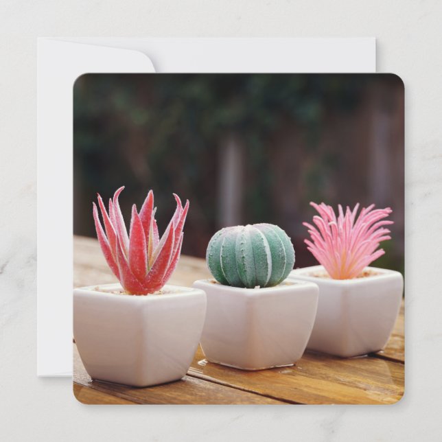 Cactus (Devant)