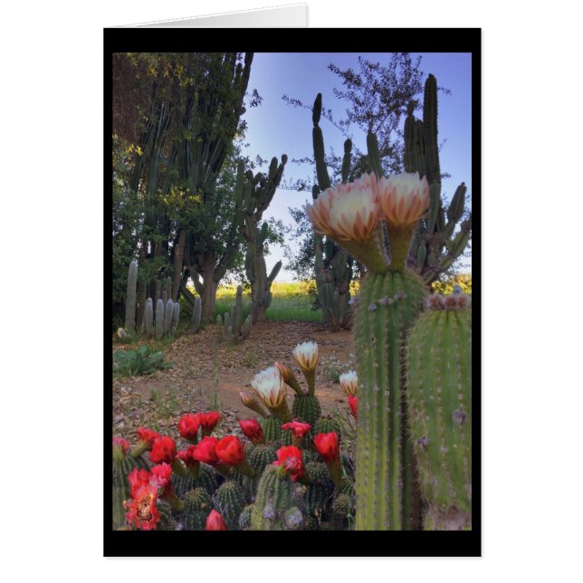 Cactus Bloom (Devant)