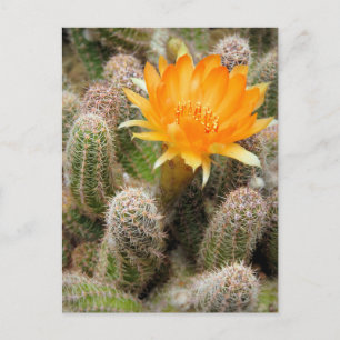 Cactus : Carte postale