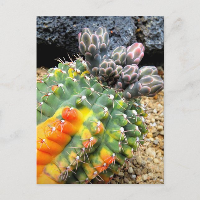 Cactus : Carte postale (Devant)