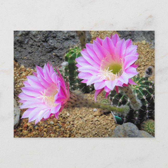 Cactus : Carte postale (Devant)