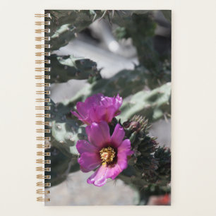 Cactus Challa en fleurs